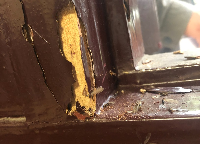 ������ɵİ��ϳɳ�